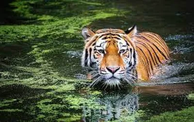 Ещё одного тигра отловили в Хабаровском крае | Телеканал "ХАБАРОВСК"
