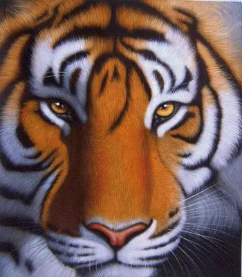 Цвет тигра - картинки и фото 