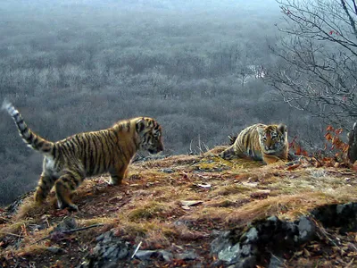 В васильевском зоопарке появились двое амурских тигрят (Фото) — Заноза -  Новости. Запорожье