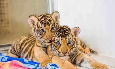 Тигрята красивые пушистые милашки - картинки и фото 