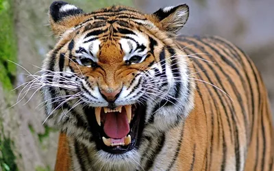 Криптовые, красивые,миленькие тигрята …» — создано в Шедевруме