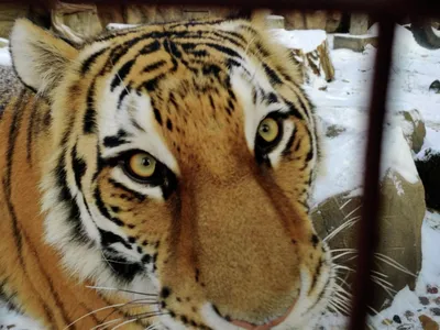 Беспечные амурские тигрята вышли к людям на автотрассе в Приморье - Новости  РГО