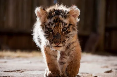 Тигрята фотографии - красивая подборка 20 картинок