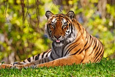 tigers, #animals, #images, #тигры, #животные, #картинки  /image/642 | Big animals, Wild cats, Wildlife