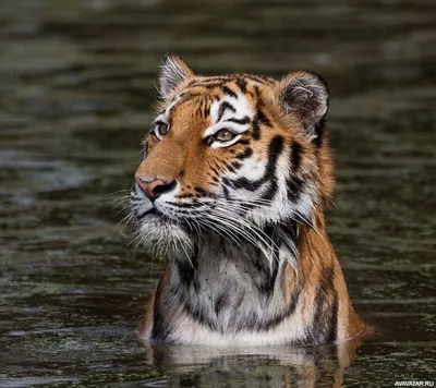 Очень красивый тигр - картинки и фото 