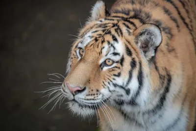 Беспечные амурские тигрята вышли к людям на автотрассе в Приморье - Новости  РГО