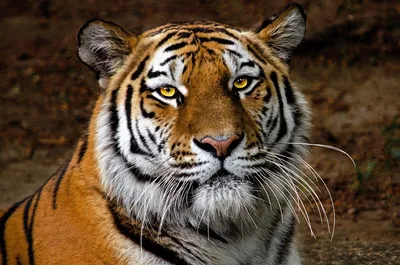 Амурский тигр: 6 интересных фактов о дальневосточом хищнике | Приключения  натуралиста | Дзен
