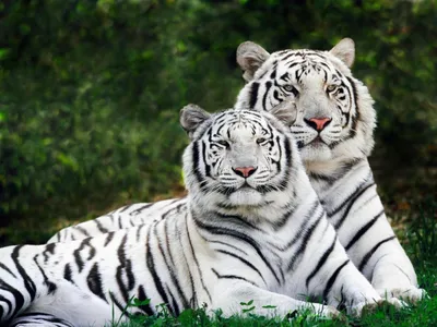 Тигры — Красивые картинки