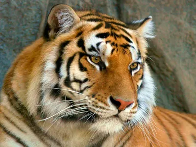 Обои тигрята, тигры, раздел Животные, размер 1920x1200 HD WUXGA - скачать  бесплатно картинку на рабочий стол и телефон
