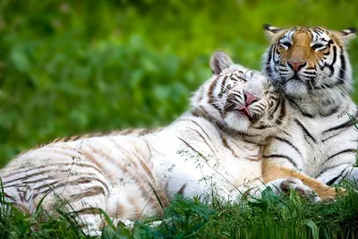 Тигрица с тигрятами - 71 фото