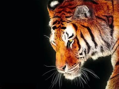 Тигры, тигрицы и тигрята - фото и обои, tigers wallpapers