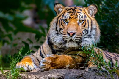 Тигрята обои на телефон [35+ изображений]