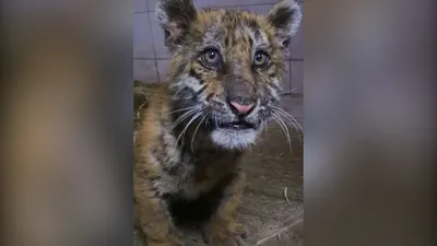 В Москве спасли краснокнижного бенгальского тигрёнка | Пикабу