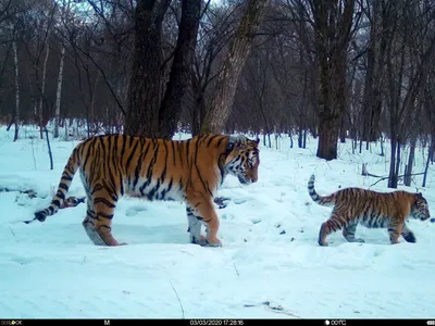 Каким стал тигренок Жорик, которого спасли из зоопарка и отправили на  Дальний Восток с помощью Путина - 