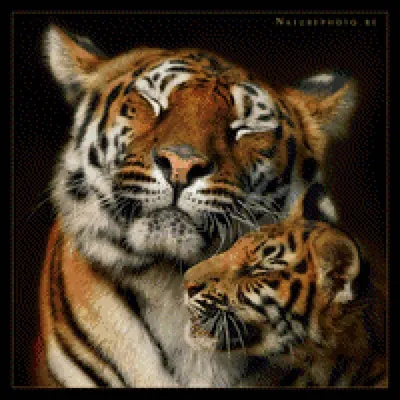 Схема вышивки «тигрица с тигрёнком» (№509795) - Вышивка крестом