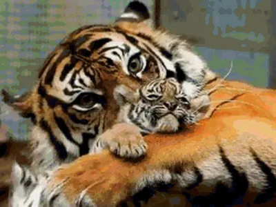 Тигрица с тигренком: купить, недорого, цена, интернет-магазин, Grand Present