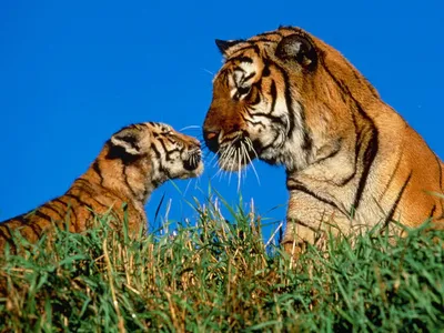 Фотообои "Тигрица с тигренком" - Арт. 180471 | Купить в интернет-магазине  Уютная стена
