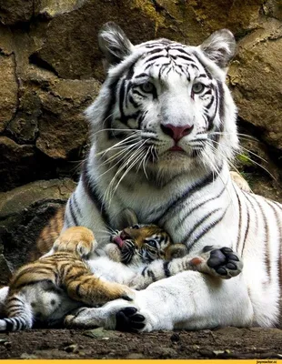 Онлайн пазл «Тигрица с тигрёнком»