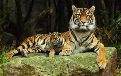 Пазл «Тигрица с тигренком» из 160 элементов | Собрать онлайн пазл №93192