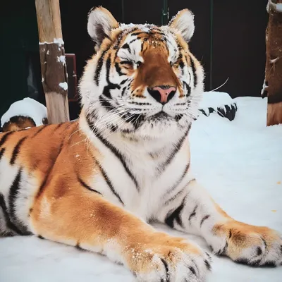 Материнский зов тигрицы попал на фотоловушку