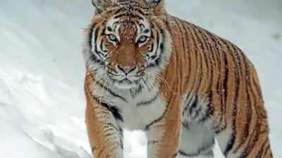 Сын известной всему миру тигрицы попал на видео в Приморье | Общество |  Аргументы и Факты