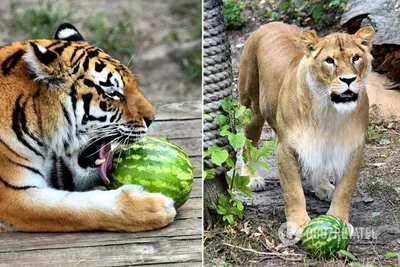 Как тигр "отфотошопил" льва