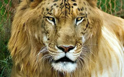 Портреты тигров, львов и леопардов | FotoRelax | Cat portraits, Big cats,  Portrait