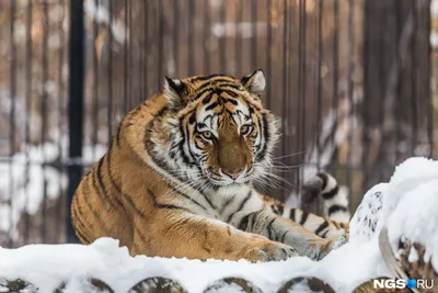Чем обычно заканчиваются драки тигра со львом в зоопарках | Заметки о  животных | Дзен