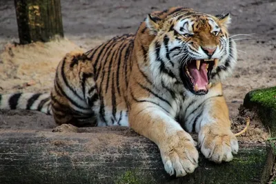 Реакция Тигров на Рык Льва!)/tigers heard the roar of the lion - YouTube