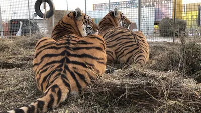 Львов и тигров планируют бесплатно вакцинировать в Казахстане