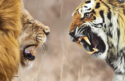 Кто победит в схватке: лев или тигр?