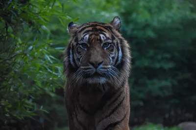 В зоопарке Нью-Йорка еще у семи тигров и львов выявлен коронавирус -  Российская газета