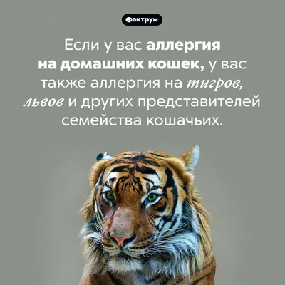 В парке львов «Тайган» у редких амурских тигров появилось потомство (видео)  -  – Форпост Севастополь