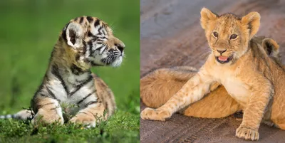 Что получится, если скрестить льва и тигра | Наука для народа | Дзен