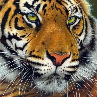 Тигры на аву картинки