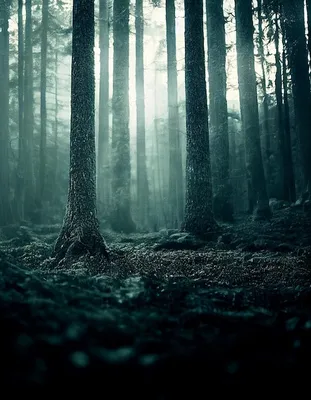 Фото: Осень тёмного леса. Stanislaw Malzinski. Пейзаж. Фотосайт Расфокус.ру