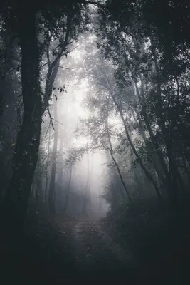 Горизонтальный снимок страшного темного леса 3d проиллюстрирован | Премиум  Фото
