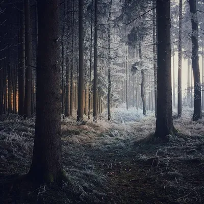 Рассказ «Сила темного леса» | Путь к познанию | Дзен