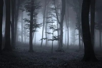 Темный лес (77 фото)