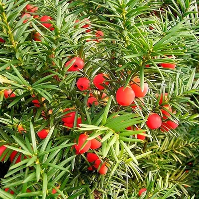 Тис ягодный, Taxus baccata (Ø 19 см, H 50 см) - Садовый центр Земля Х