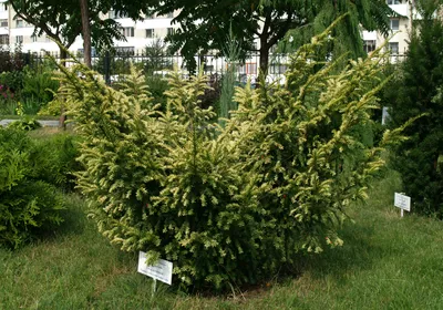 Купить Тисс ягодный (Taxus baccata) от 999 руб. в интернет-магазине  Архиленд с доставкой почтой по Москве и в регионы