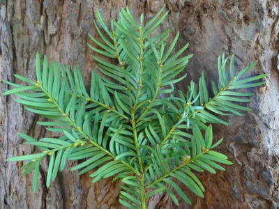 Taxus baccata - Тис ягодный / Российское общество селекции и интродукции  хвойных