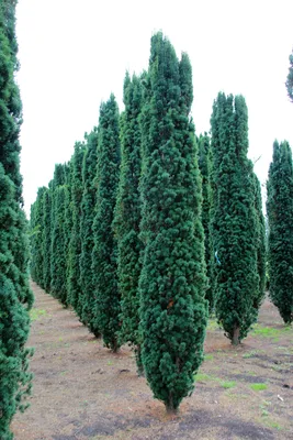 Крупномеры Тис ягодный Фастигиата Taxus baccata 'Fastigiata' | Питомник  Тайга