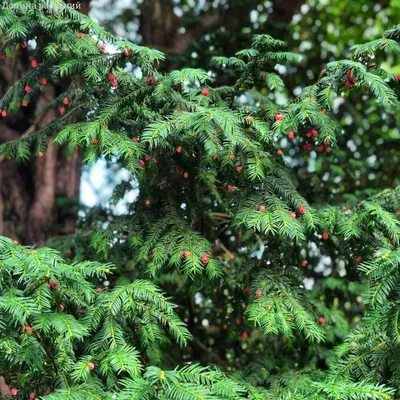 Тис ягодный 🌲 купить с доставкой курьером, почтой, самовывоз в 52 городах,  цены и фото