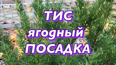 Тис Ягодный купить в Москве саженцы из питомника Greenpoint24