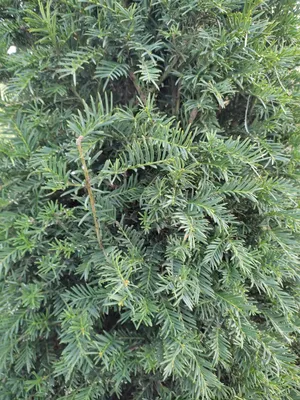 File:Тис ягодный (Taxus baccata).JPG - Wikipedia