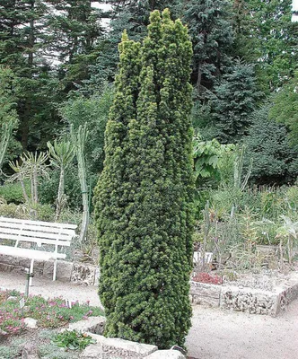 Тис ягодный (Taxus bassata Elegantissima): продажа, цена в Кобрине. Саженцы  декоративных деревьев и кустарников от "Белорусский питомник растений  "Зелёная хвоя"" - 29040324
