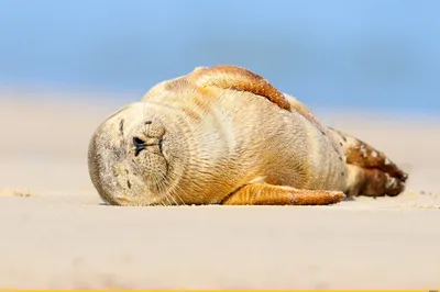 Мультяшный тюлень картинки - 69 фото
