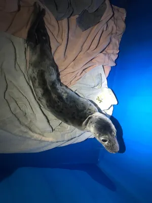 Для сохранения каспийского тюленя в Мангистау планируют создать три  государственных природных резервата - 