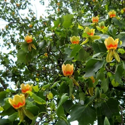 Тюльпановое дерево 